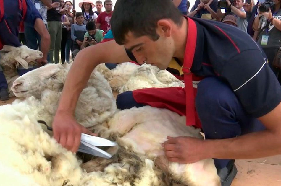 Фестиваль стрижки овец пройдет в Армении