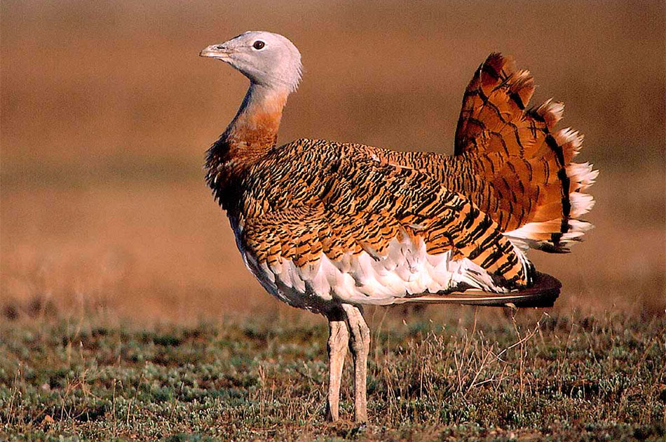 Казахстан хочет разрешить арабским шейхам соколиную охоту на птицу из Красной книги