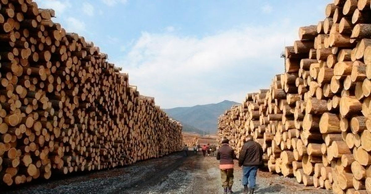 Пресечена контрабанда леса в Китай на 3,2 млрд рублей