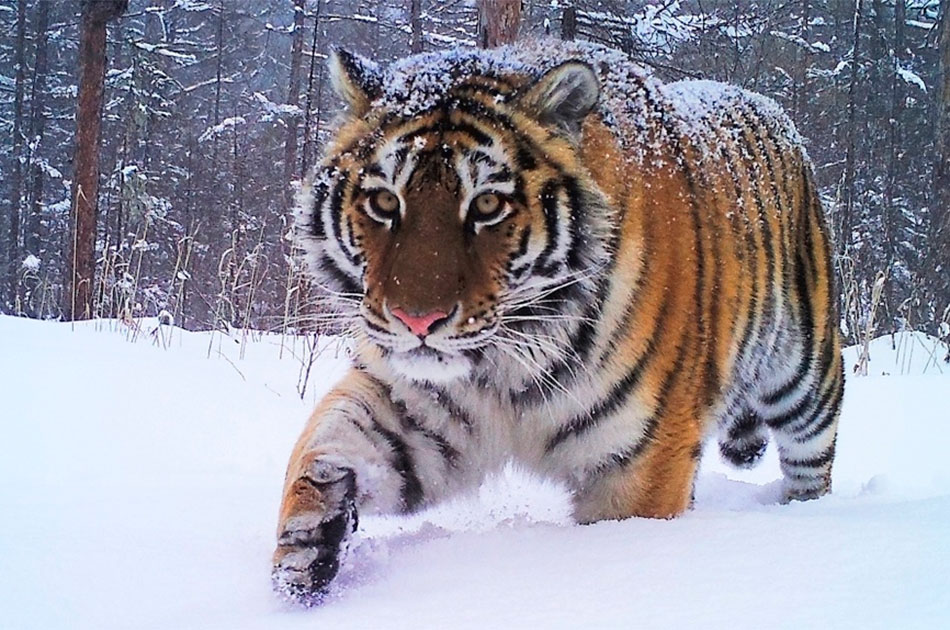 В Приморском крае нашли застреленным амурского тигра